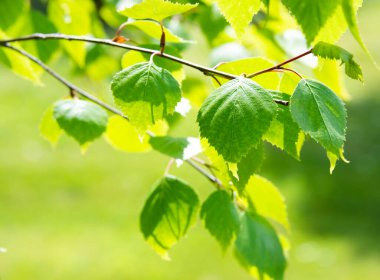 Huş ağacının yemyeşil yaprakları, güneşli bahar manzarası, doğal arka plan