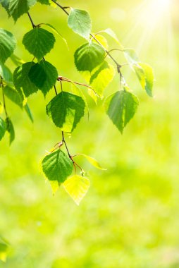 Huş ağacının yemyeşil yaprakları, güneşli bahar manzarası, doğal arka plan