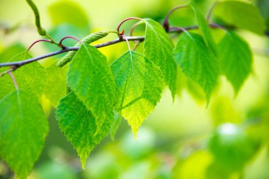 Huş ağacının yemyeşil yaprakları, güneşli bahar manzarası, doğal arka plan