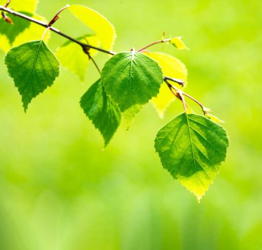 Huş ağacının yemyeşil yaprakları, güneşli bahar manzarası, doğal arka plan