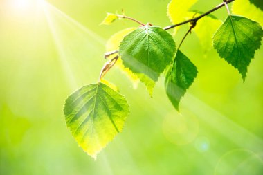 Huş ağacının yemyeşil yaprakları, güneşli bahar manzarası, doğal arka plan