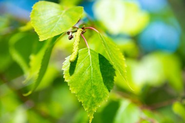 Huş ağacının yemyeşil yaprakları, güneşli bahar manzarası, doğal arka plan