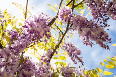 Wisteria ya da glisinia çiçekleri, bahar zamanı muhteşem çiçekleri