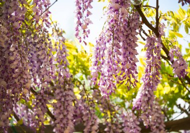 Wisteria ya da glisinia çiçekleri, bahar zamanı muhteşem çiçekleri