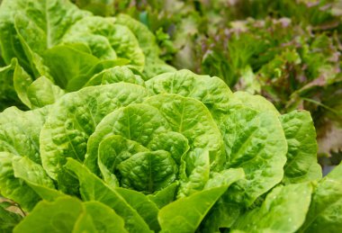 Bahçede yetişen marul, taze yeşil sebzeler.