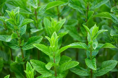 Bahçede yetişen nane, taze yeşil sebzeler