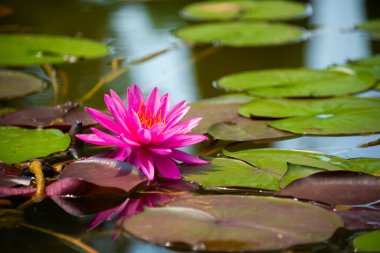 Güzel pembe su zambağı ya da nilüfer çiçeği gölde