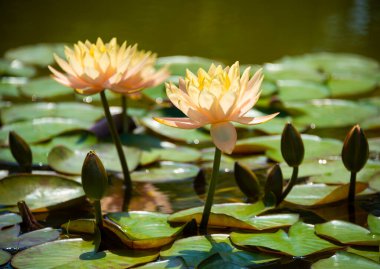 Güzel nilüferler ya da nilüfer çiçekleri gölde