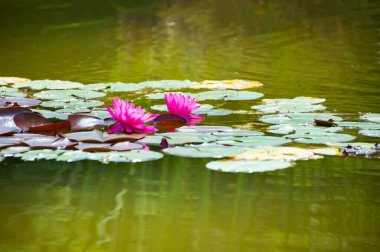 Güzel pembe su zambağı ya da nilüfer çiçeği gölde