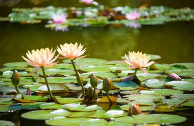 Güzel pembe su zambağı ya da nilüfer çiçeği gölde