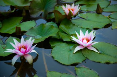 Güzel pembe su zambağı ya da nilüfer çiçeği gölde