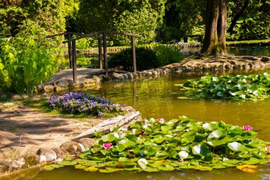 Pembe su nilüferli ya da nilüfer çiçekli güzel göl