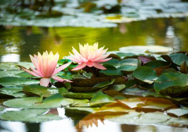 Güzel pembe su zambağı ya da nilüfer çiçeği gölde