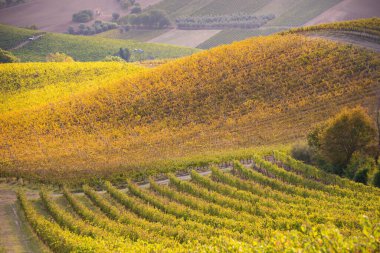Sonbaharda güneşten yanan üzüm bağları ve şaraphaneler