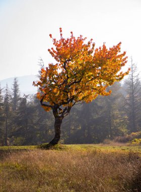 Sonbaharda doğa, güzel renkli yapraklar.