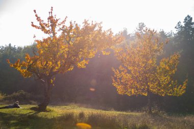 Sonbaharda doğa, güzel renkli yapraklar.