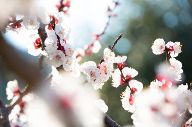 Güzel çiçekli kiraz ağacı dalları