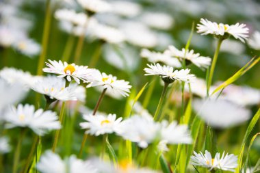 Yazın açan papatya çiçekleri.