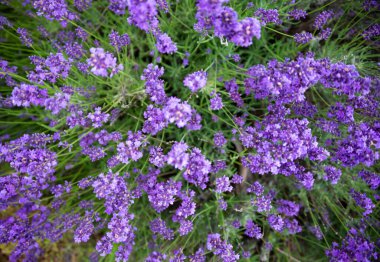 Yaz mevsiminde açan lavanta çiçekleri