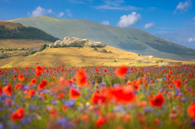 Haşhaş tarlası olan güzel bir manzara.