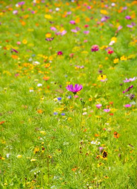 Bahçede kozmos çiçekleri