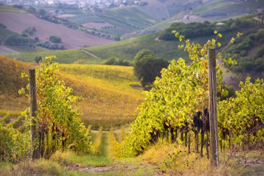 Bir vadide üzüm bağları ve şaraphane, tarım ve şarap üretimi
