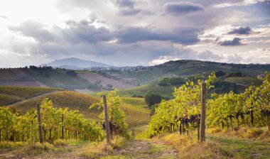 Bir vadide üzüm bağları ve şaraphane, tarım ve şarap üretimi