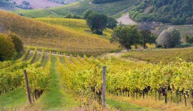 Bir vadide üzüm bağları ve şaraphane, tarım ve şarap üretimi