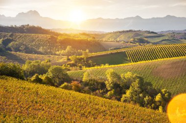 Bir vadide üzüm bağları ve şaraphane, tarım ve şarap üretimi