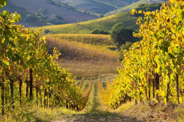 Tepelerdeki üzüm bağları ve şaraphaneler, tarım ve şarap ihtiyatı
