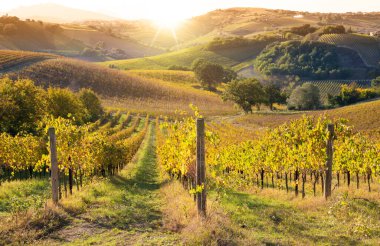 Tepelerdeki üzüm bağları ve şaraphaneler, tarım ve şarap ihtiyatı
