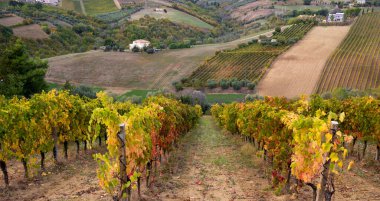 Bir vadide üzüm bağları ve şaraphane, tarım ve şarap üretimi