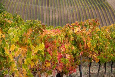 Bir vadide üzüm bağları ve şaraphane, tarım ve şarap üretimi