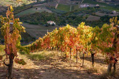 Bir vadide üzüm bağları ve şaraphane, tarım ve şarap üretimi