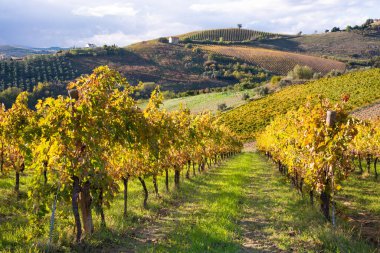 Bir vadide üzüm bağları ve şaraphane, tarım ve şarap üretimi