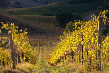 Bir vadide üzüm bağları ve şaraphane, tarım ve şarap üretimi