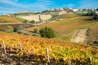 Sonbaharda renkli üzüm bağları, sonbahar manzarası
