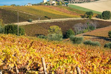 Sonbaharda renkli üzüm bağları, sonbahar manzarası