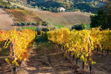 Sonbaharda renkli üzüm bağları, sonbahar manzarası