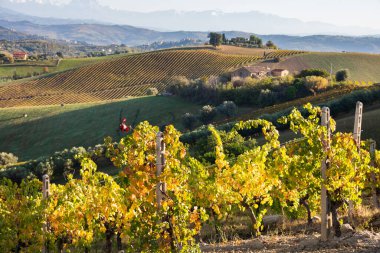 Sonbaharda renkli üzüm bağları, sonbahar manzarası