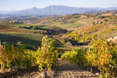 Sonbaharda renkli üzüm bağları, sonbahar manzarası