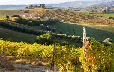 Sonbaharda renkli üzüm bağları, sonbahar manzarası