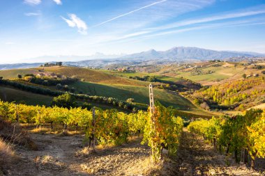 Sonbaharda renkli üzüm bağları, sonbahar manzarası