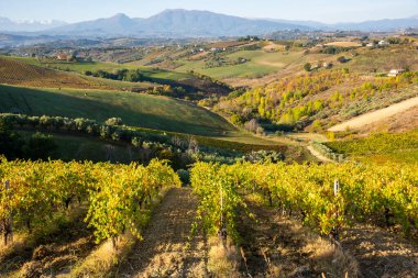 Sonbaharda renkli üzüm bağları, sonbahar manzarası