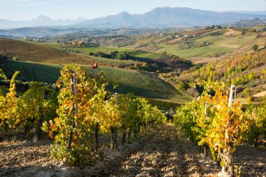 Sonbaharda renkli üzüm bağları, sonbahar manzarası