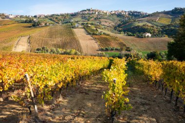 Sonbaharda renkli üzüm bağları, sonbahar manzarası