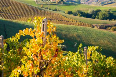 Sonbaharda renkli üzüm bağları, sonbahar manzarası