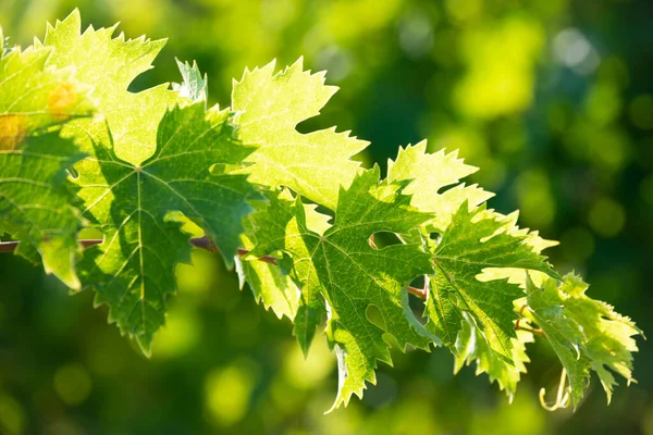 Üzümlü üzüm bağında güneş ışığında yetişiyor.