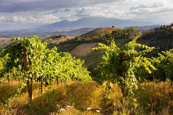 Vista Panoramica Sul Vigneto Collina Cantina Produzione Vinicola — Foto Stock