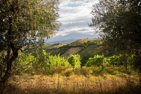 Vista Panoramica Sul Vigneto Collina Cantina Produzione Vinicola — Foto Stock